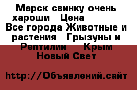 Марск свинку очень хароши › Цена ­ 2 000 - Все города Животные и растения » Грызуны и Рептилии   . Крым,Новый Свет